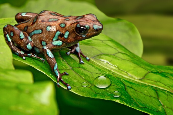 Poison dart frog Dendrobates auratus from the tropical rain forest of Panama